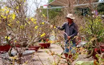 Trầm lắng thị trường hoa mai Tết