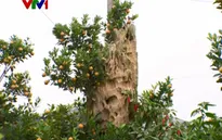 Cây cảnh độc lạ đón Tết