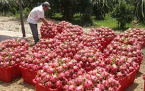 Trung Quốc “mở cửa”, giá thanh long tăng gấp 3 lần