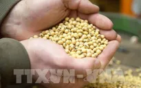 Giá lương thực toàn cầu ở mức cao kỷ lục trong năm 2022