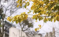 Lãng mạn Hà Nội mùa cây thay lá