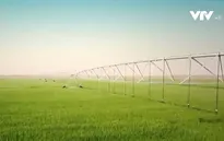 Biến sa mạc thành trang trại trồng lúa mì
