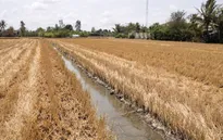 Xâm nhập mặn ở đồng bằng sông Cửu Long gia tăng