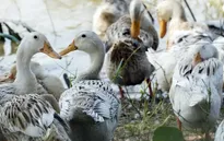 Campuchia: 12 người tiếp xúc với bệnh nhân tử vong do H5N1