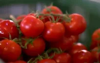 Trang trại thông minh trồng cà chua ở Trung Quốc