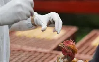 WHO đánh giá nguy cơ đối với con người từ dịch cúm gia cầm