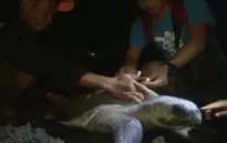 "Thợ săn" rùa biển Phillippines trở thành nhân viên bảo tồn