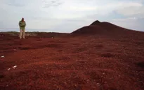 Tảo nở hoa bao trùm đe dọa không gian ở vịnh Mexico và Caribe