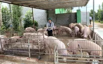 Giá lợn hơi thấp, người chăn nuôi lỗ nặng