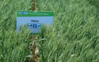 Brazil cho phép trồng lúa mì biến đổi gen