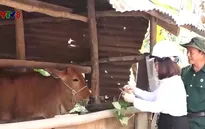 Công ty Điện lực Phú Yên tặng bò giống cho hộ nghèo