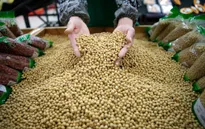 Trung Quốc tăng mạnh mua đậu tương từ Mỹ