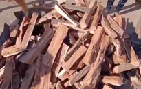 Chặt cây để sưởi ấm - giải pháp nhiên liệu tạm thời của người dân Gaza