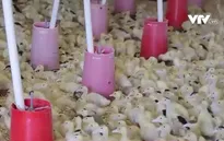 Cảnh báo khả năng lây lan virus H5N1 ở người