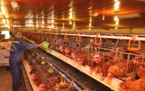 Giá trứng tăng nhanh - giảm nhanh, người chăn nuôi "làm cũng dở không làm cũng dở"