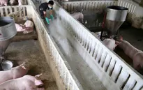 Giá lợn hơi giảm liên tiếp, nông dân ngậm ngùi "treo chuồng"