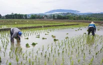 Sản lượng gạo tại châu Á dự báo tăng trong năm 2023