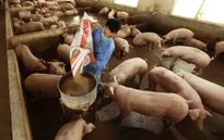 Giá lợn hơi dự báo sắp tăng trở lại