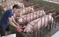 Giá lợn hơi liên tục tăng
