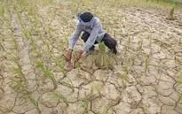 El Nino ảnh hưởng, nông dân Thái Lan được yêu cầu chỉ trồng một vụ lúa
