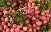 Gần 1.000 tấn vải tươi đã được xuất khẩu sang Trung Quốc