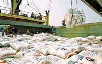 Giá gạo xuất khẩu tăng cao nhất 10 năm