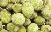 Sầu riêng Việt có thể mang về 1 tỷ USD
