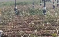 Hạn hán khiến Mỹ có vụ lúa mì tệ nhất trong 60 năm