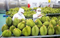 Xuất khẩu sầu riêng đạt kỷ lục