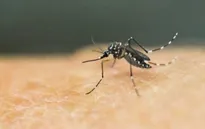 Tăng cường công tác phòng, chống dịch bệnh do muỗi truyền vì hiện tượng El Nino