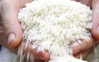 Gạo Việt Nam có mặt ở nhiều thị trường khó tính