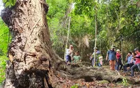Sớm hoàn thiện khung pháp lý giao dịch tín chỉ carbon rừng