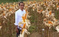 Indonesia dự trữ gạo để đối phó El Nino