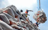 Giá gạo Indonesia dự kiến tăng mạnh sau lệnh cấm xuất khẩu gạo của Ấn Độ