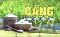 Ấn Độ cấm xuất khẩu gạo: Thị trường lương thực thế giới tiếp tục đón cú sốc