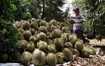 Cảnh báo tình trạng trà trộn sầu riêng kém chất lượng