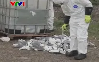 Bùng phát cúm gia cầm lớn nhất tại Na Uy, Phần Lan