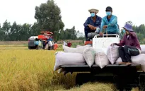 Giá lúa, gạo tiếp tục tăng mạnh