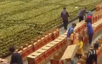 Xuất khẩu trái cây của Thái Lan sang Trung Quốc tăng mạnh