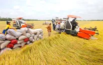 Khơi thông dòng vốn vào sản xuất lúa gạo
