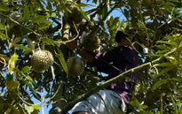 Đầu nậu “thổi giá” sầu riêng, người dân tự ý phá hợp đồng với đối tác
