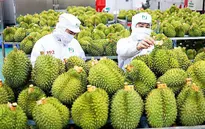 Xuất khẩu rau quả vào Trung Quốc tăng kỷ lục