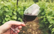 Pháp và các nước châu Âu nỗ lực ngăn đà giảm giá rượu vang