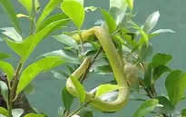 Hàng trăm người dân bị rắn lục đuôi đỏ cắn