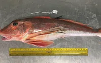Cảnh báo hầu hết các giới hạn của Trái đất đã sang ngưỡng đỏ