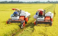 Sản xuất lúa đạt nhiều thắng lợi