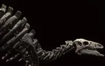 Đấu giá bộ xương khủng long Camptosaurus ở Pháp