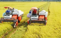 ĐBSCL sẽ có 500.000 ha lúa chất lượng cao