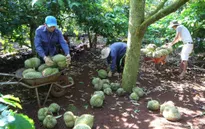 Thợ hái sầu riêng kiếm tiền triệu mỗi ngày