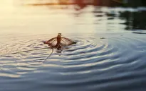 Con vật nào có vòng đời ngắn nhất?